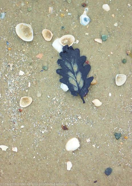 leaf on a beach
