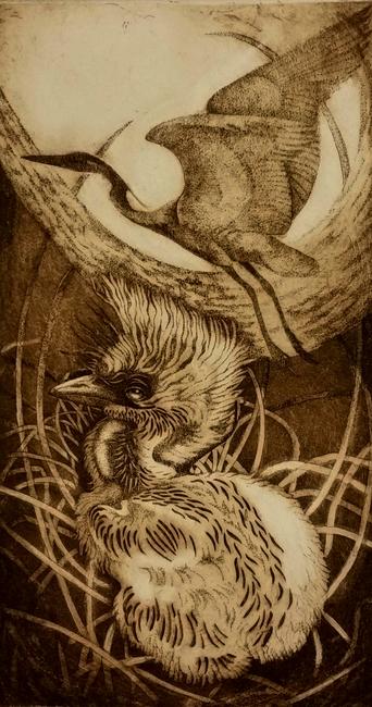 Heron chick