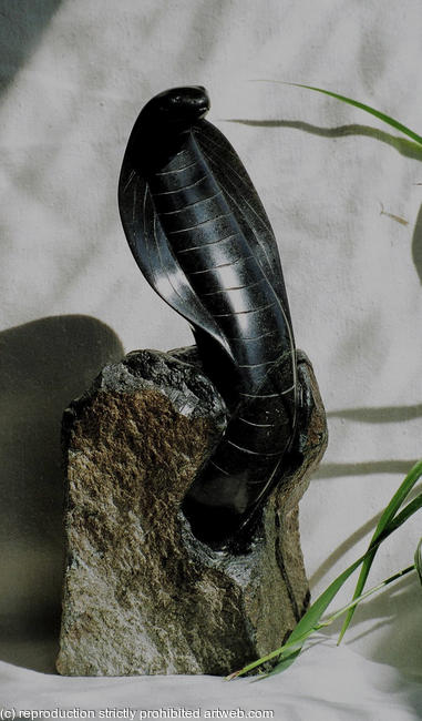 rising cobra