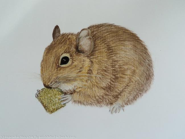 Munching Degu