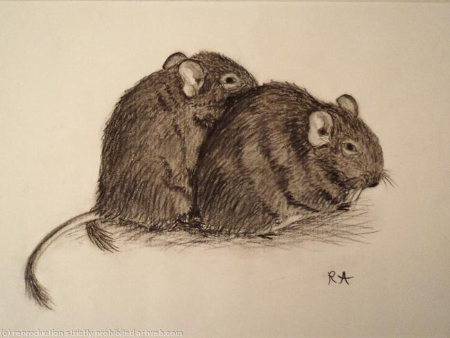 Resting Degus