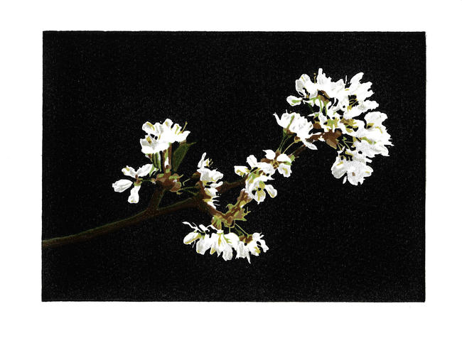 Cherry Blossom