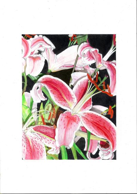 Lillies