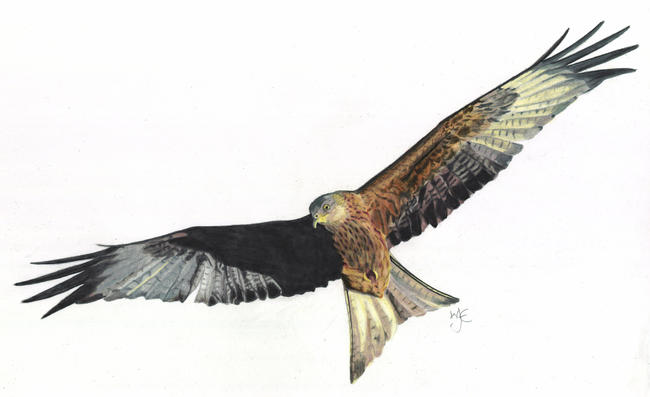 Kite
