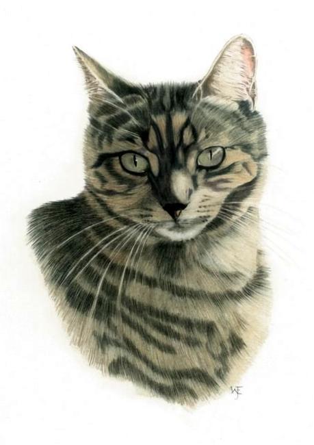 Tabby