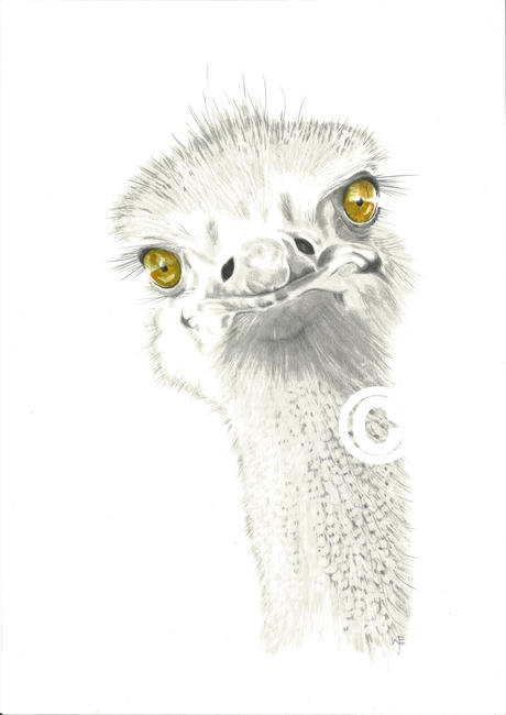 Ostrich