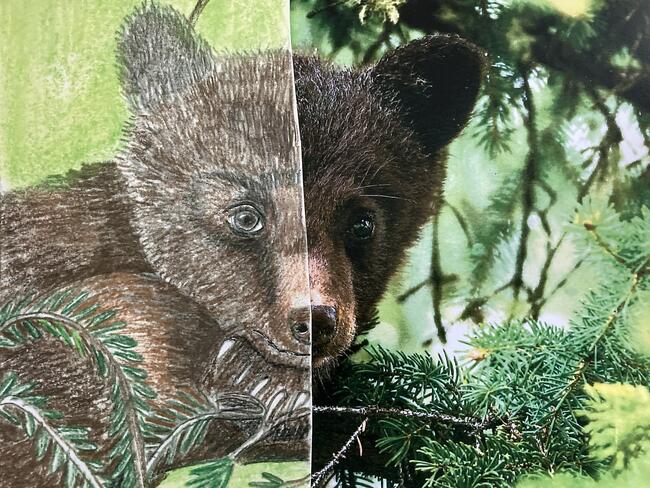 Little Bear - Sample Image
