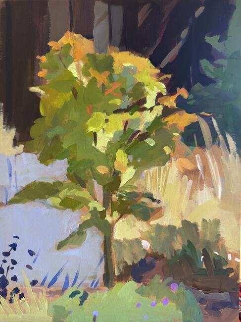 Backyard Maple Tree