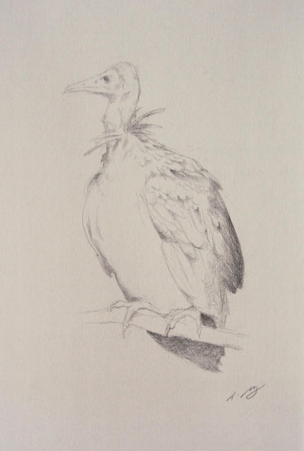 Vulture Study I