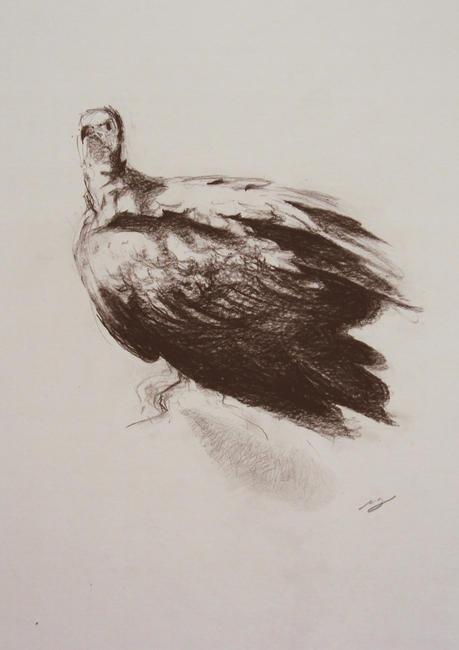 Vulture Study II