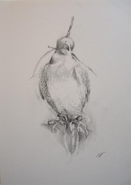Hooded Falcon Study I