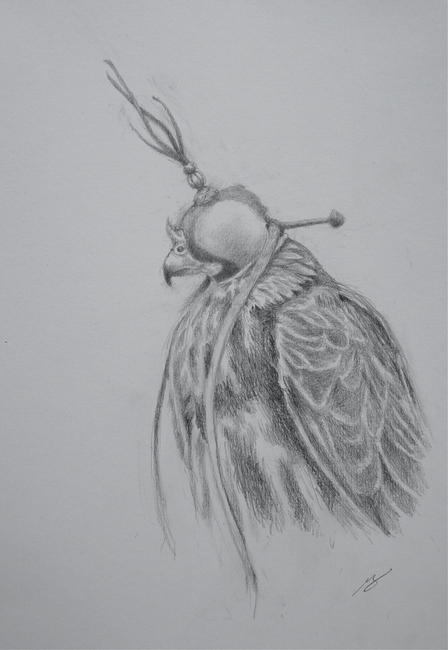 Hooded Falcon Study II
