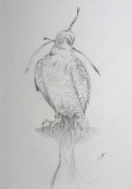 Hooded Falcon Study III