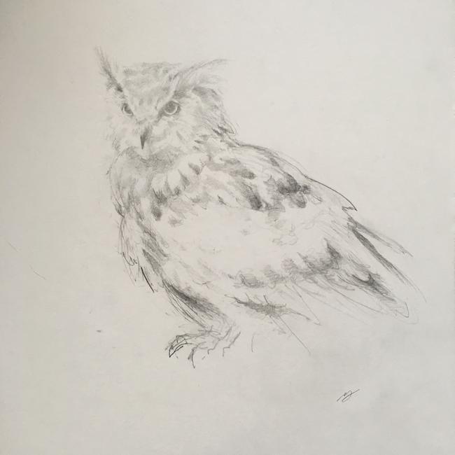Eagle Owl