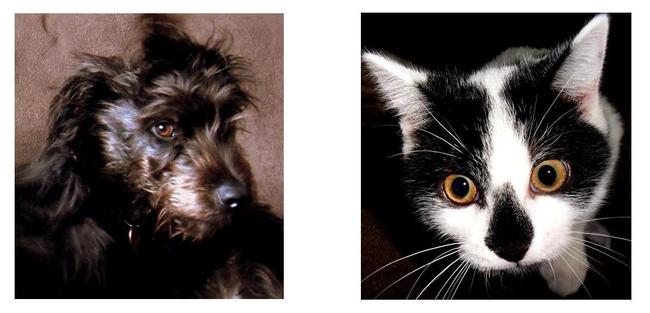 Two Squares of different images