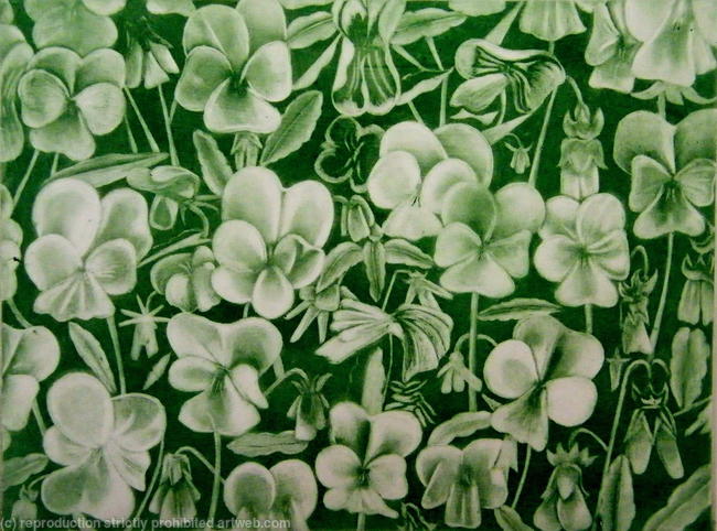 Viola Alba