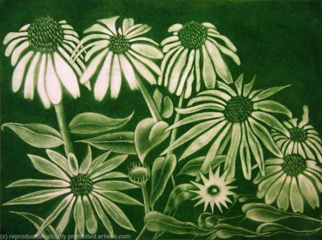 Echinacea Alba