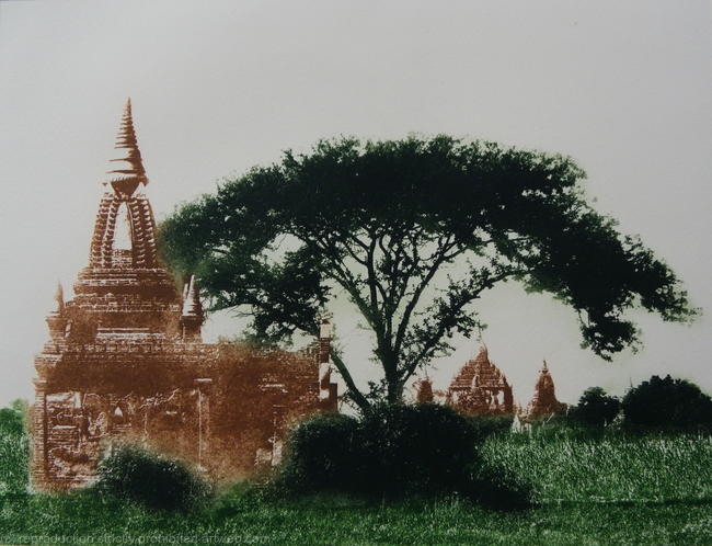 Temple and Acacia Tree, Bagan