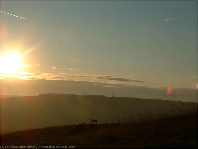 Lambs at Sunrise