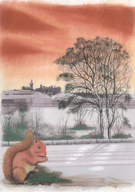 red squirrel in winter