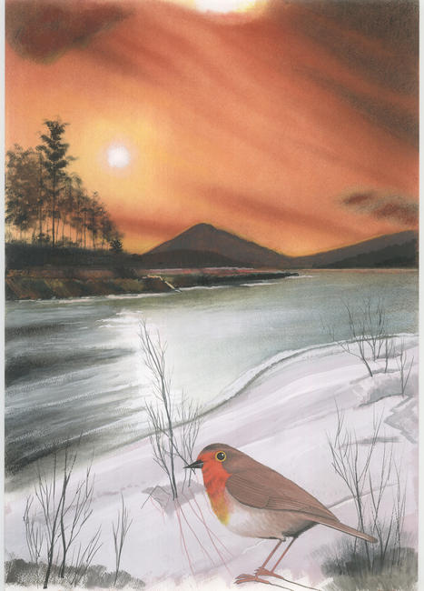 Robin in winter