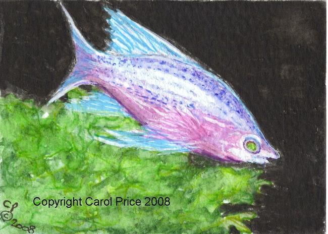 Tropical Fish