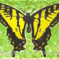 1 Western Tiger Swallowtail