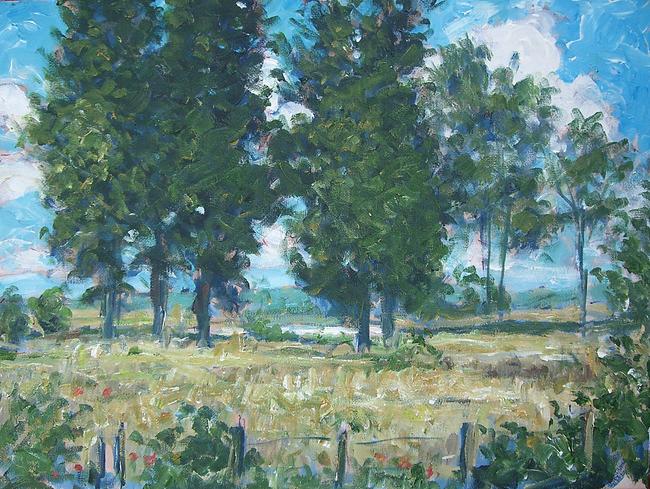 landscape, france, with poplar trees