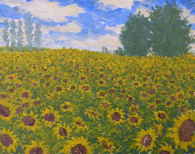 field of sunflowers