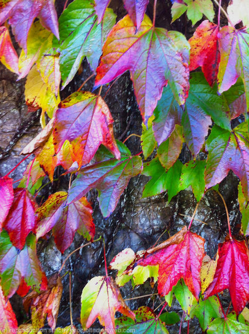 Leaf - but not as we know it
