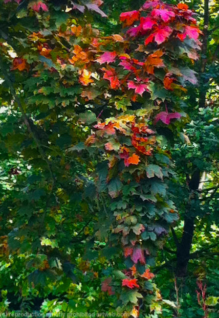 Beyond be leaf