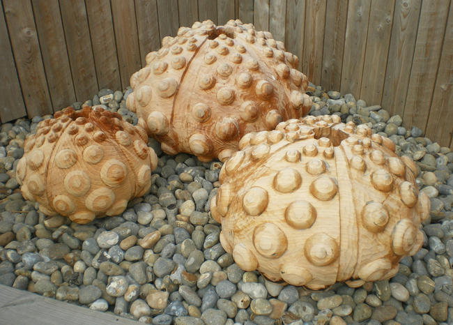 Scarlets urchins