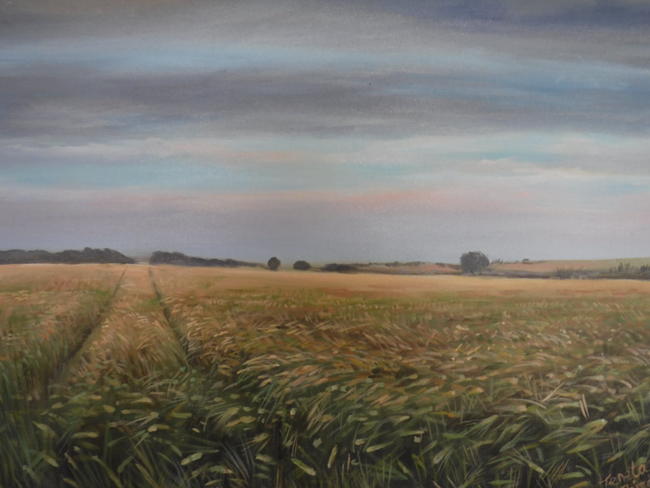 Purbeck Corn Field