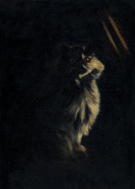cat in shadow