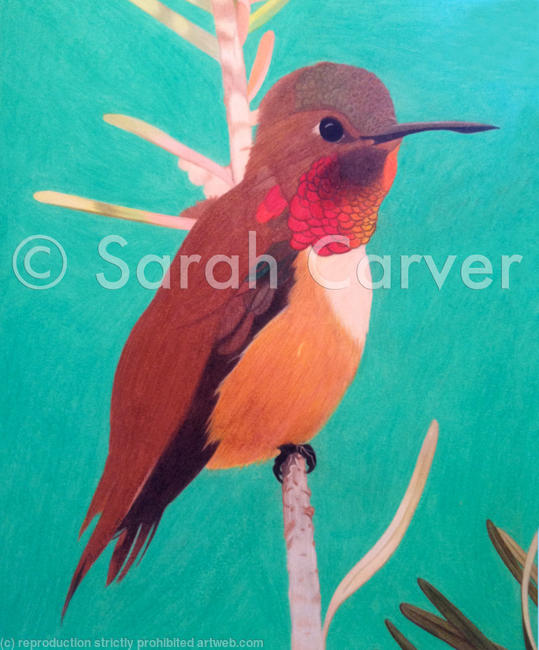 The Hummingbird