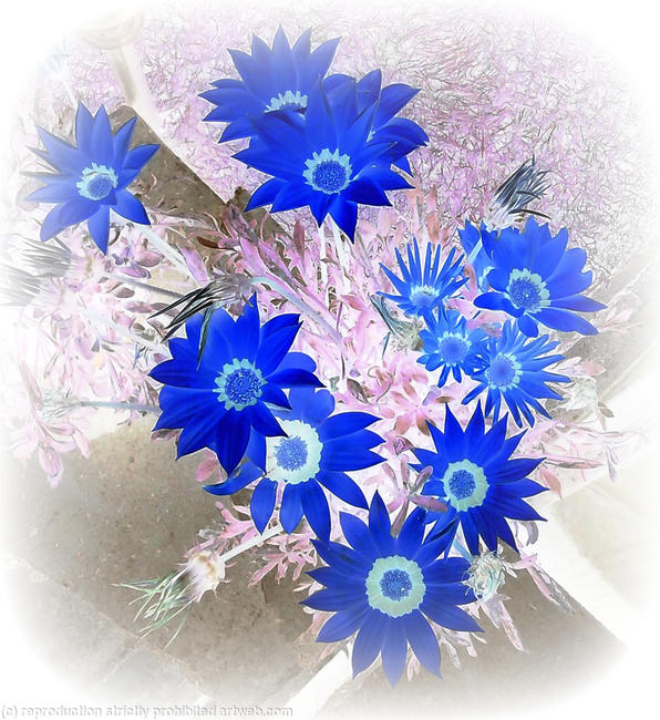 Wild Blue.