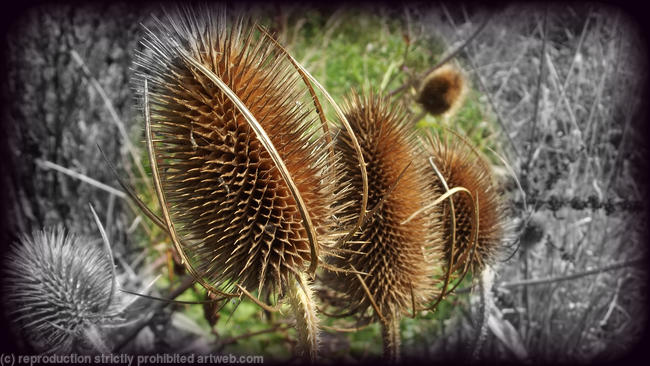 Tiger Seed.
