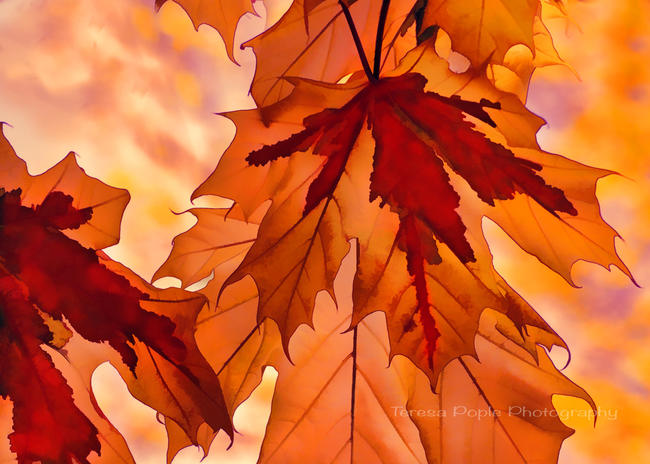 Autumn Bronze