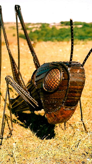 Grasshopper