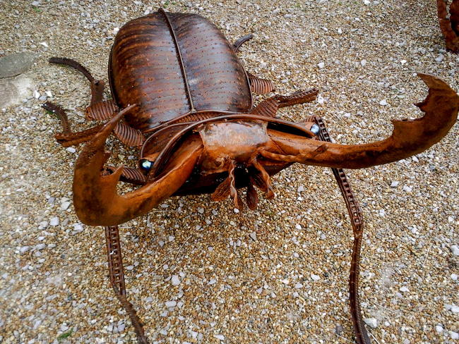Stag Beetle