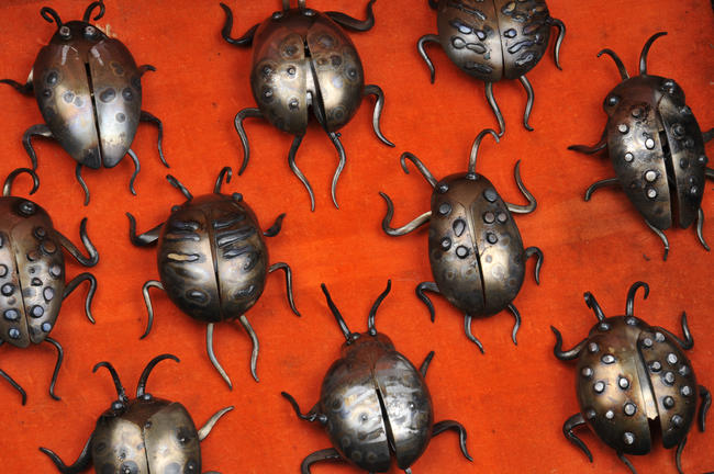 Cuttlebugs