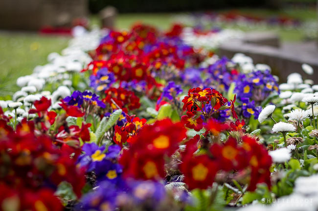 Spring Border by Gary Turner