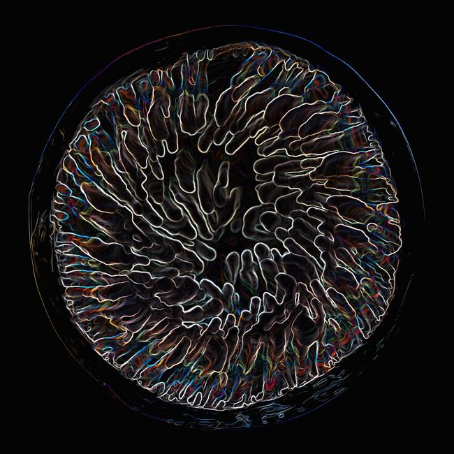 Microscopic Slide I