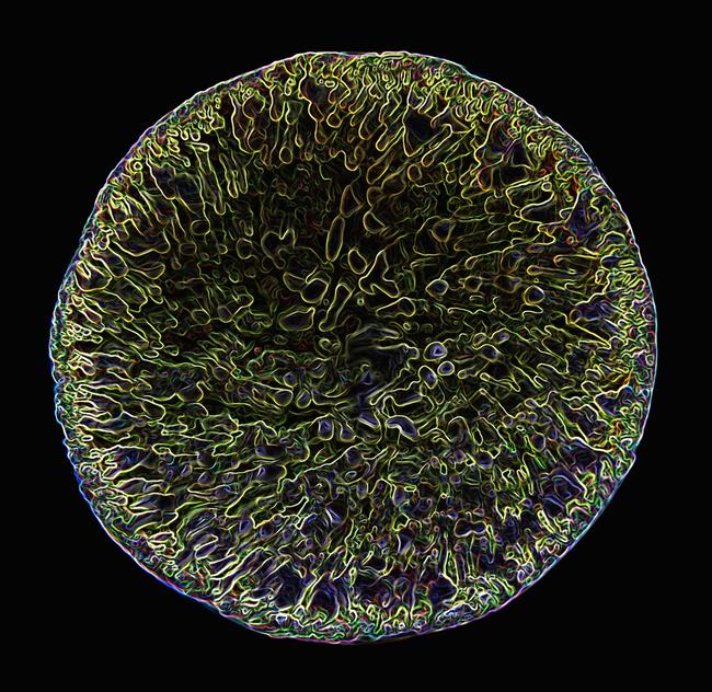 Microscopic Slide II