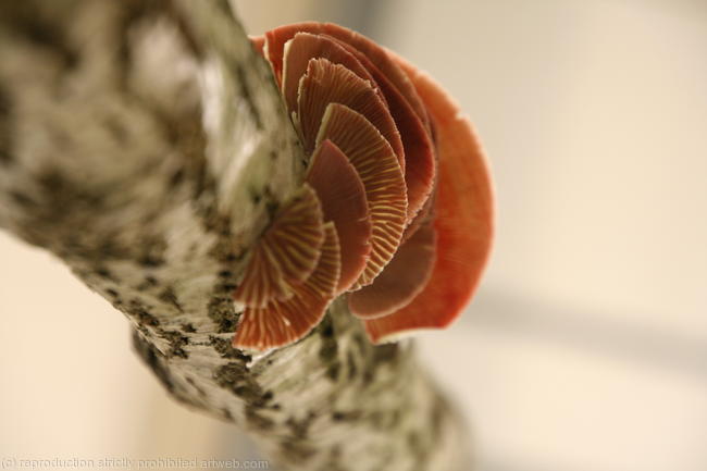 Bracket Fungus