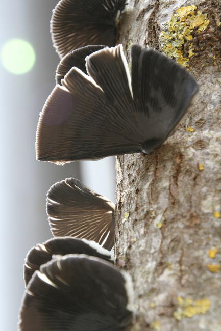 Bracket Fungus