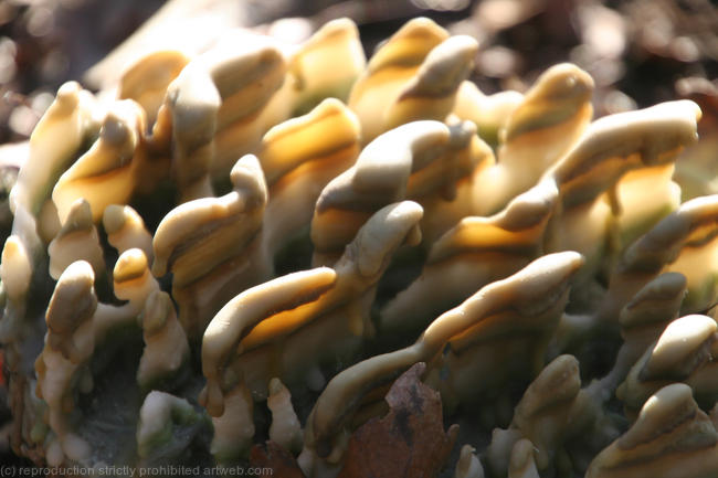 Fruiting Bodies