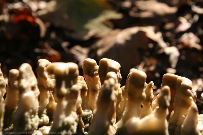 Fruiting Bodies