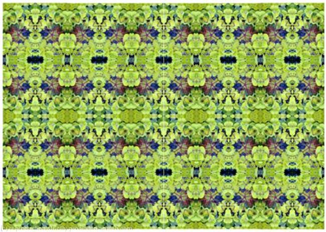 Euphorbia