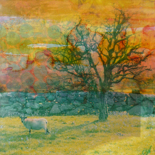 Dartmoor Sheep